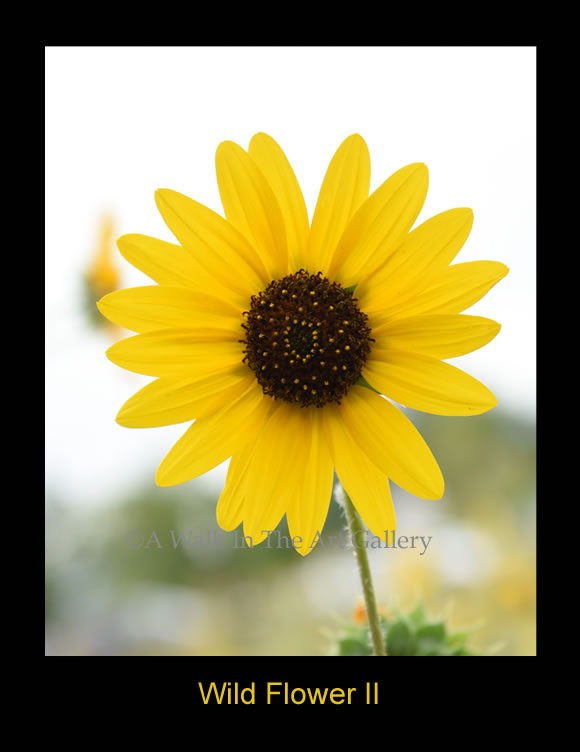 Wild Flower II